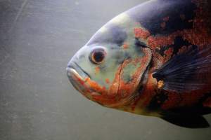 Bermuda Aquatics - Captured at Bermuda Aquatics Exotic Fish & Ponds, Ventura CA United States.