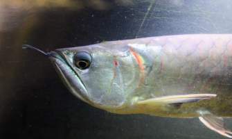 Bermuda Aquatics - Captured at Bermuda Aquatics Exotic Fish & Ponds, Ventura CA United States.