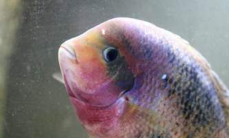 Bermuda Aquatics - Captured at Bermuda Aquatics Exotic Fish & Ponds, Ventura CA United States.