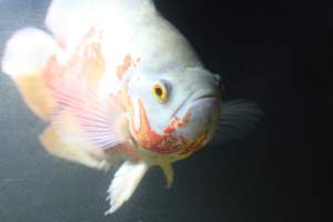 Bermuda Aquatics - Captured at Bermuda Aquatics Exotic Fish & Ponds, Ventura CA United States.
