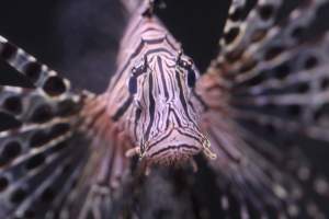 Bermuda Aquatics - Captured at Bermuda Aquatics Exotic Fish & Ponds, Ventura CA United States.