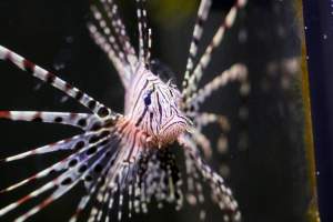 Bermuda Aquatics - Captured at Bermuda Aquatics Exotic Fish & Ponds, Ventura CA United States.