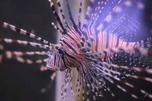 Bermuda Aquatics - Captured at Bermuda Aquatics Exotic Fish & Ponds, Ventura CA United States.