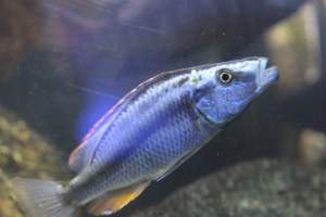Bermuda Aquatics - Captured at Bermuda Aquatics Exotic Fish & Ponds, Ventura CA United States.