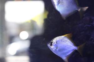 Bermuda Aquatics - Captured at Bermuda Aquatics Exotic Fish & Ponds, Ventura CA United States.