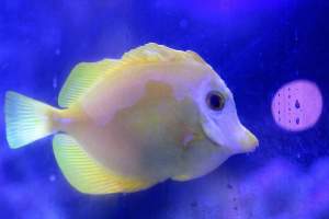 Bermuda Aquatics - Captured at Bermuda Aquatics Exotic Fish & Ponds, Ventura CA United States.
