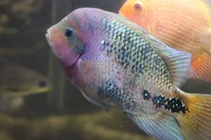 Bermuda Aquatics - Captured at Bermuda Aquatics Exotic Fish & Ponds, Ventura CA United States.