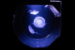 Woodbridge Aquarium & Wildlife - Captured at Woodbridge Aquarium & Wildlife, Woodbridge Township NJ United States.