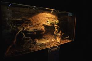 Woodbridge Aquarium & Wildlife - Captured at Woodbridge Aquarium & Wildlife, Woodbridge Township NJ United States.
