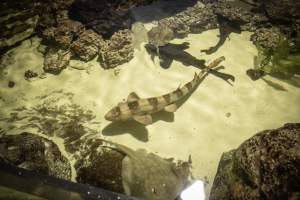 Woodbridge Aquarium & Wildlife - Captured at Woodbridge Aquarium & Wildlife, Woodbridge Township NJ United States.