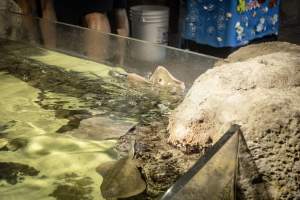 Woodbridge Aquarium & Wildlife - Captured at Woodbridge Aquarium & Wildlife, Woodbridge Township NJ United States.