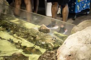 Woodbridge Aquarium & Wildlife - Captured at Woodbridge Aquarium & Wildlife, Woodbridge Township NJ United States.