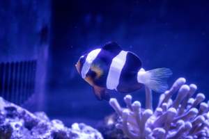 Woodbridge Aquarium & Wildlife - Captured at Woodbridge Aquarium & Wildlife, Woodbridge Township NJ United States.
