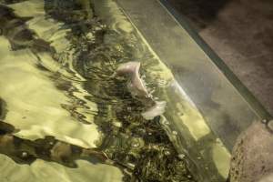 Woodbridge Aquarium & Wildlife - Captured at Woodbridge Aquarium & Wildlife, Woodbridge Township NJ United States.