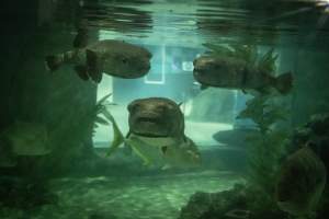 Woodbridge Aquarium & Wildlife - Captured at Woodbridge Aquarium & Wildlife, Woodbridge Township NJ United States.