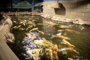 Woodbridge Aquarium & Wildlife - Captured at Woodbridge Aquarium & Wildlife, Woodbridge Township NJ United States.