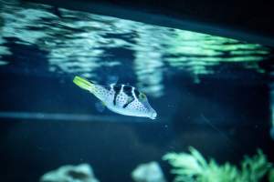 Woodbridge Aquarium & Wildlife - Captured at Woodbridge Aquarium & Wildlife, Woodbridge Township NJ United States.