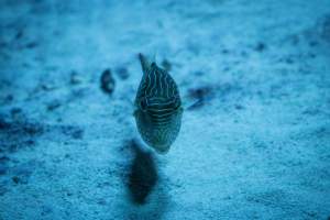 Woodbridge Aquarium & Wildlife - Captured at Woodbridge Aquarium & Wildlife, Woodbridge Township NJ United States.