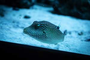 Woodbridge Aquarium & Wildlife - Captured at Woodbridge Aquarium & Wildlife, Woodbridge Township NJ United States.