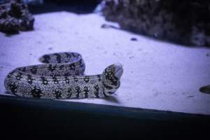 Woodbridge Aquarium & Wildlife - Captured at Woodbridge Aquarium & Wildlife, Woodbridge Township NJ United States.
