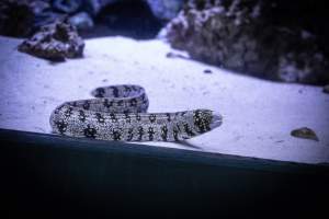 Woodbridge Aquarium & Wildlife - Captured at Woodbridge Aquarium & Wildlife, Woodbridge Township NJ United States.