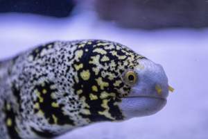 Woodbridge Aquarium & Wildlife - Captured at Woodbridge Aquarium & Wildlife, Woodbridge Township NJ United States.