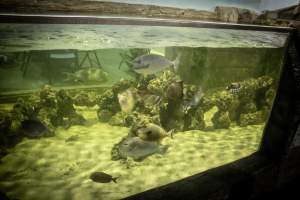 Woodbridge Aquarium & Wildlife - Captured at Woodbridge Aquarium & Wildlife, Woodbridge Township NJ United States.