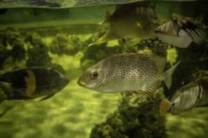 Woodbridge Aquarium & Wildlife - Captured at Woodbridge Aquarium & Wildlife, Woodbridge Township NJ United States.