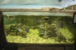 Woodbridge Aquarium & Wildlife - Captured at Woodbridge Aquarium & Wildlife, Woodbridge Township NJ United States.