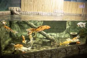 Woodbridge Aquarium & Wildlife - Captured at Woodbridge Aquarium & Wildlife, Woodbridge Township NJ United States.
