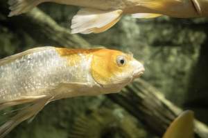 Woodbridge Aquarium & Wildlife - Captured at Woodbridge Aquarium & Wildlife, Woodbridge Township NJ United States.