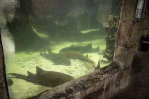 Woodbridge Aquarium & Wildlife - Captured at Woodbridge Aquarium & Wildlife, Woodbridge Township NJ United States.