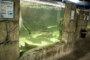 Woodbridge Aquarium & Wildlife - Captured at Woodbridge Aquarium & Wildlife, Woodbridge Township NJ United States.