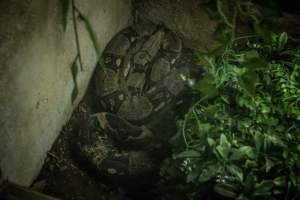 Woodbridge Aquarium & Wildlife - Captured at Woodbridge Aquarium & Wildlife, Woodbridge Township NJ United States.