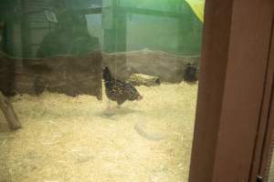 Woodbridge Aquarium & Wildlife - Captured at Woodbridge Aquarium & Wildlife, Woodbridge Township NJ United States.