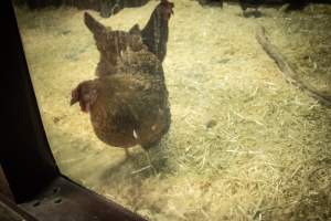 Woodbridge Aquarium & Wildlife - Captured at Woodbridge Aquarium & Wildlife, Woodbridge Township NJ United States.