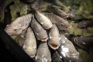 Woodbridge Aquarium & Wildlife - Captured at Woodbridge Aquarium & Wildlife, Woodbridge Township NJ United States.