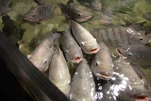 Woodbridge Aquarium & Wildlife - Captured at Woodbridge Aquarium & Wildlife, Woodbridge Township NJ United States.