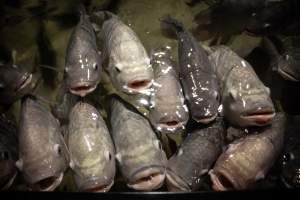 Woodbridge Aquarium & Wildlife - Captured at Woodbridge Aquarium & Wildlife, Woodbridge Township NJ United States.