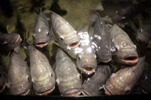 Woodbridge Aquarium & Wildlife - Captured at Woodbridge Aquarium & Wildlife, Woodbridge Township NJ United States.