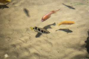 Woodbridge Aquarium & Wildlife - Captured at Woodbridge Aquarium & Wildlife, Woodbridge Township NJ United States.