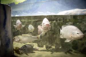 Woodbridge Aquarium & Wildlife - Captured at Woodbridge Aquarium & Wildlife, Woodbridge Township NJ United States.