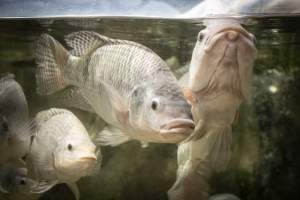 Woodbridge Aquarium & Wildlife - Captured at Woodbridge Aquarium & Wildlife, Woodbridge Township NJ United States.