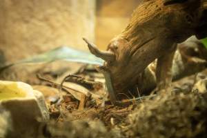 Woodbridge Aquarium & Wildlife - Captured at Woodbridge Aquarium & Wildlife, Woodbridge Township NJ United States.