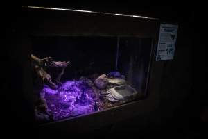 Woodbridge Aquarium & Wildlife - Captured at Woodbridge Aquarium & Wildlife, Woodbridge Township NJ United States.