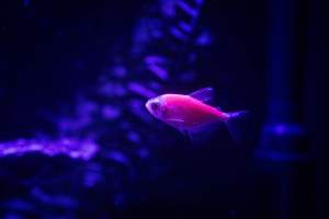 Woodbridge Aquarium & Wildlife - Captured at Woodbridge Aquarium & Wildlife, Woodbridge Township NJ United States.