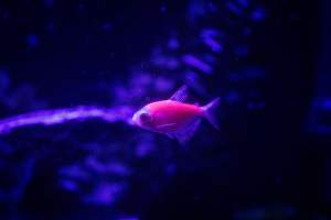 Woodbridge Aquarium & Wildlife - Captured at Woodbridge Aquarium & Wildlife, Woodbridge Township NJ United States.