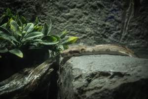 Woodbridge Aquarium & Wildlife - Captured at Woodbridge Aquarium & Wildlife, Woodbridge Township NJ United States.
