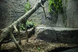 Woodbridge Aquarium & Wildlife - Captured at Woodbridge Aquarium & Wildlife, Woodbridge Township NJ United States.