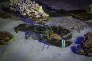 Woodbridge Aquarium & Wildlife - Captured at Woodbridge Aquarium & Wildlife, Woodbridge Township NJ United States.